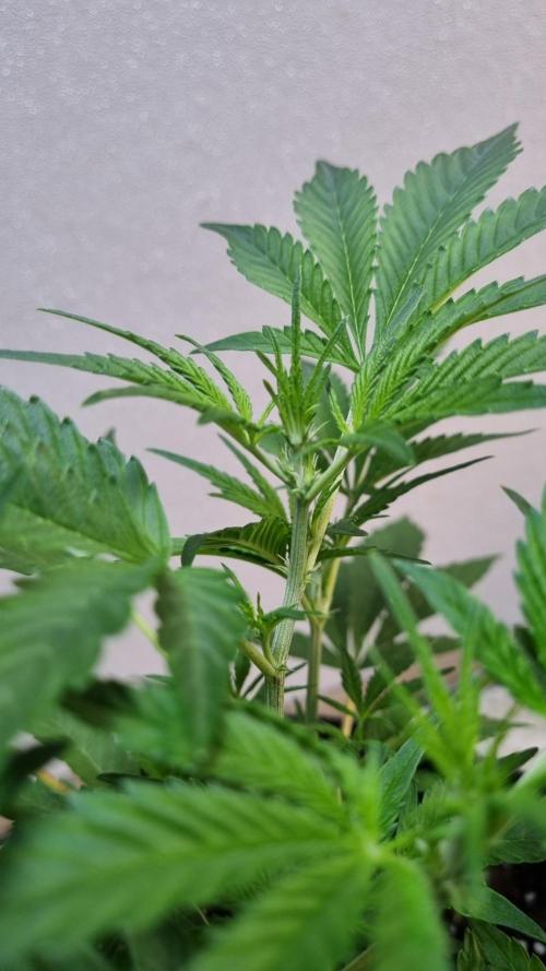 Guava Runtz Automatic. Week 5