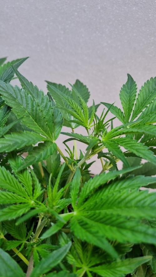 Guava Runtz Automatic. Week 5