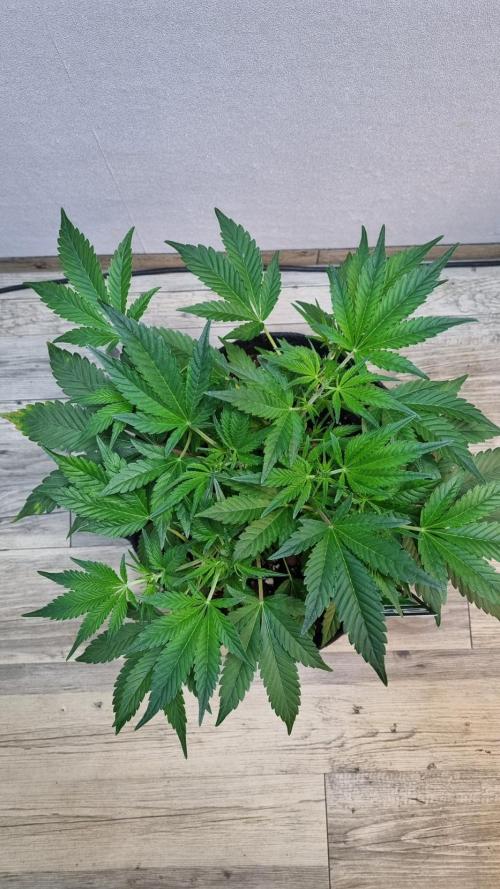 Guava Runtz Automatic. Week 5