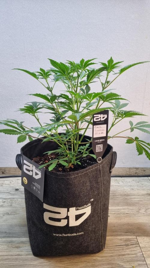 Guava Sundae Automatic. Week 5