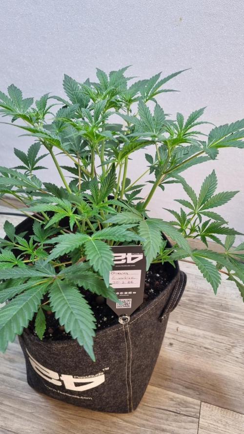 Guava Sundae Automatic. Week 5
