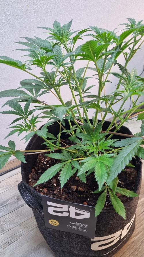 Guava Sundae Automatic. Week 5