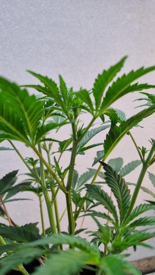 Guava Sundae Automatic. Week 5