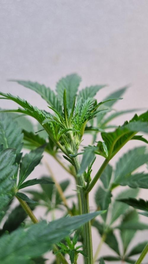 Guava Sundae Automatic. Week 5