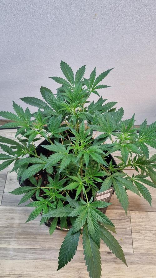 Guava Sundae Automatic. Week 5
