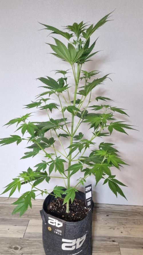 Strawberry Gorilla RF3 AUTOMATIC. Week 5