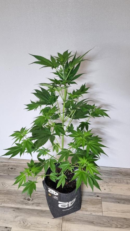 Strawberry Gorilla RF3 AUTOMATIC. Week 5