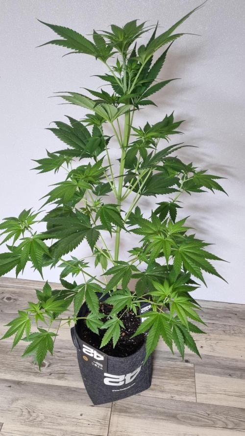 Strawberry Gorilla RF3 AUTOMATIC. Week 5