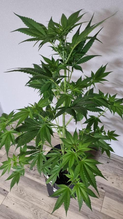 Strawberry Gorilla RF3 AUTOMATIC. Week 5
