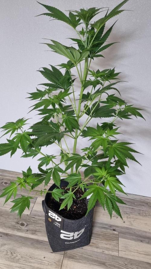 Strawberry Gorilla RF3 AUTOMATIC. Week 5