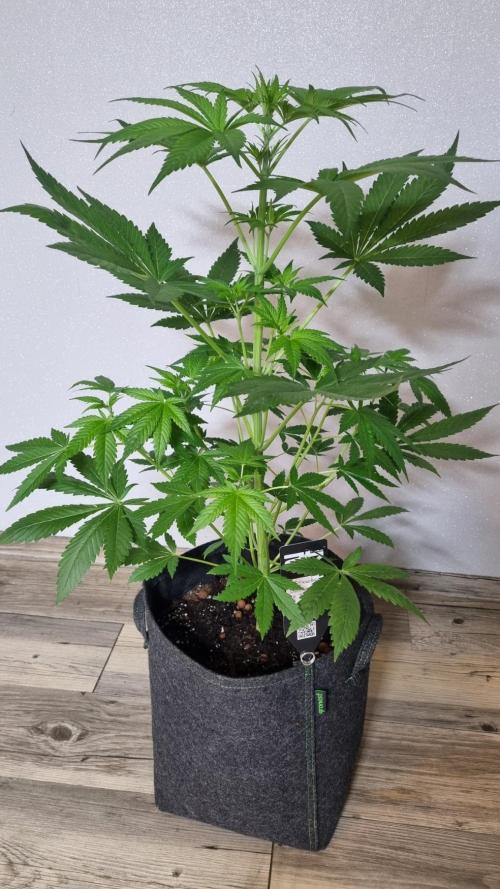 Strawberry Gorilla Automatic Fastbuds. Week 5