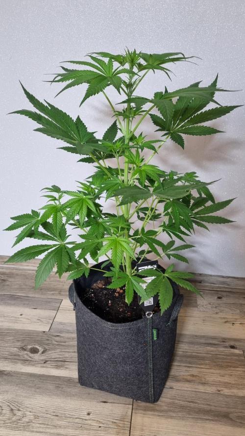 Strawberry Gorilla Automatic Fastbuds. Week 5