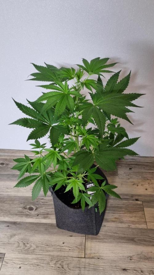 Strawberry Gorilla Automatic Fastbuds. Week 5