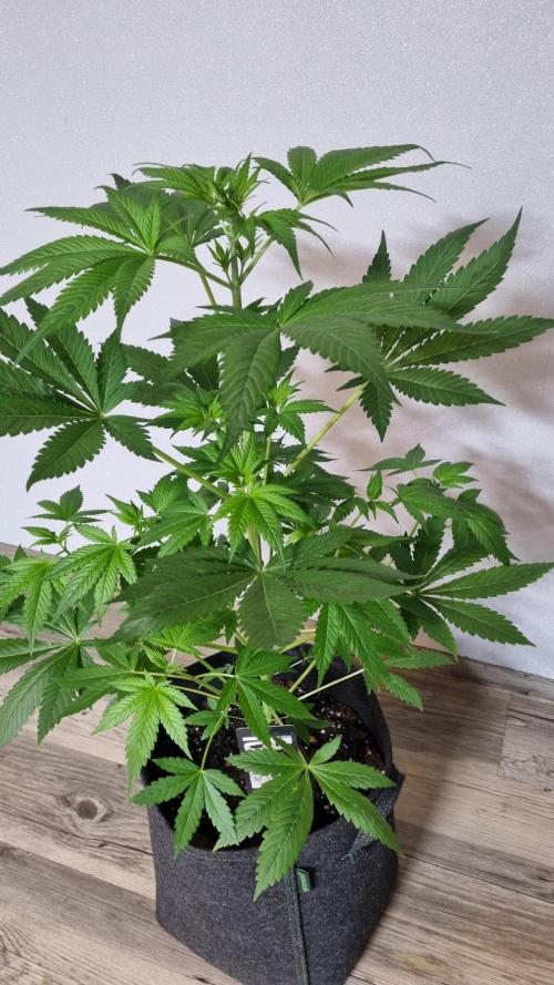 Strawberry Gorilla Automatic Fastbuds. Week 5