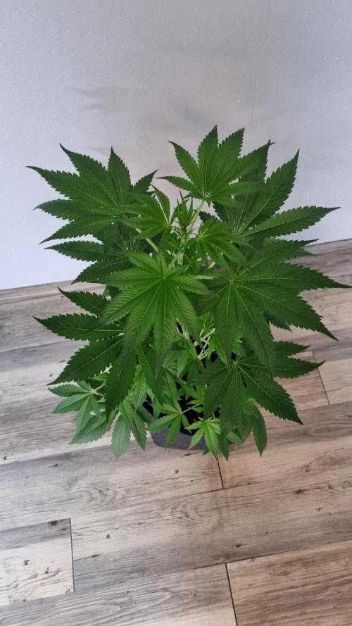 Strawberry Gorilla Automatic Fastbuds. Week 5