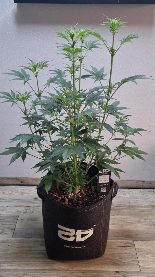 Mendo Guava Automatic