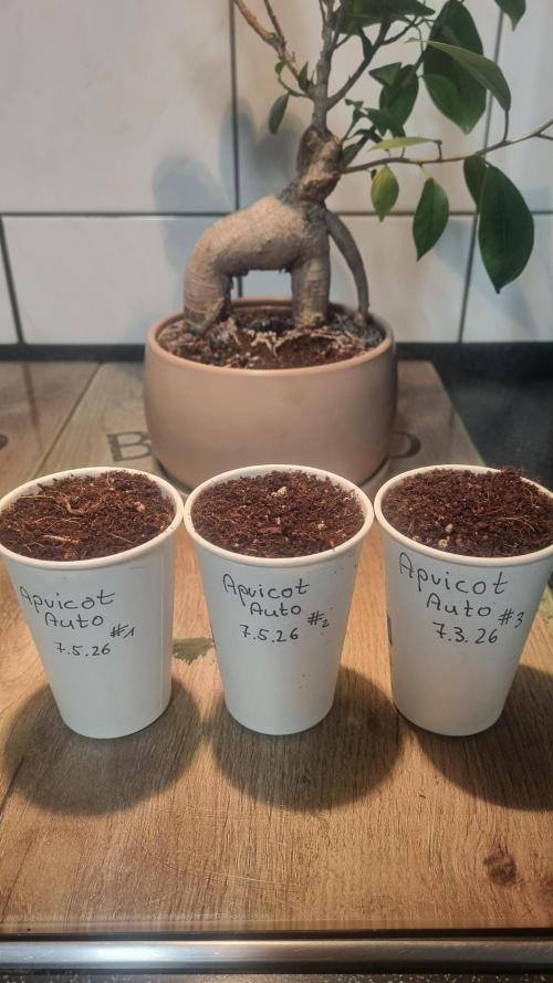 Apricot Auto. Week 0