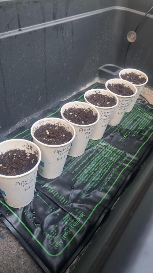 Apricot Auto. Week 0