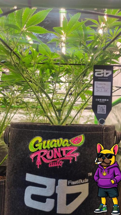 Guava Runtz Automatic. Week 6