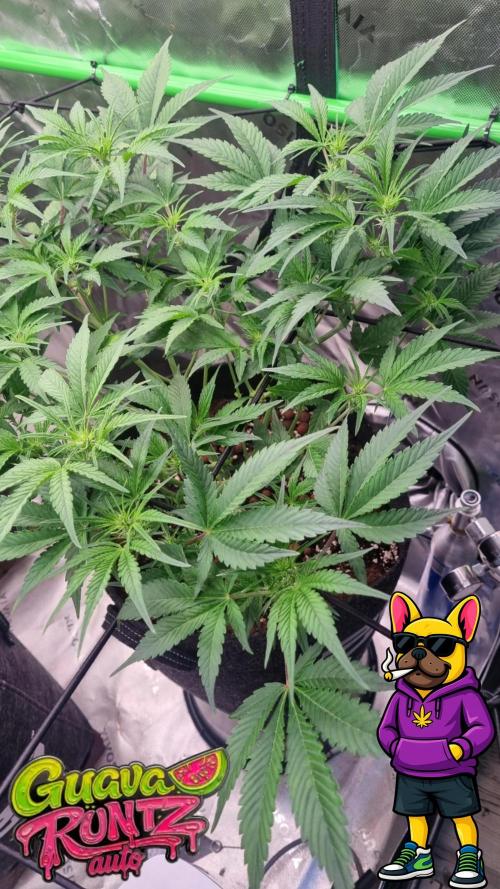 Guava Runtz Automatic. Week 6