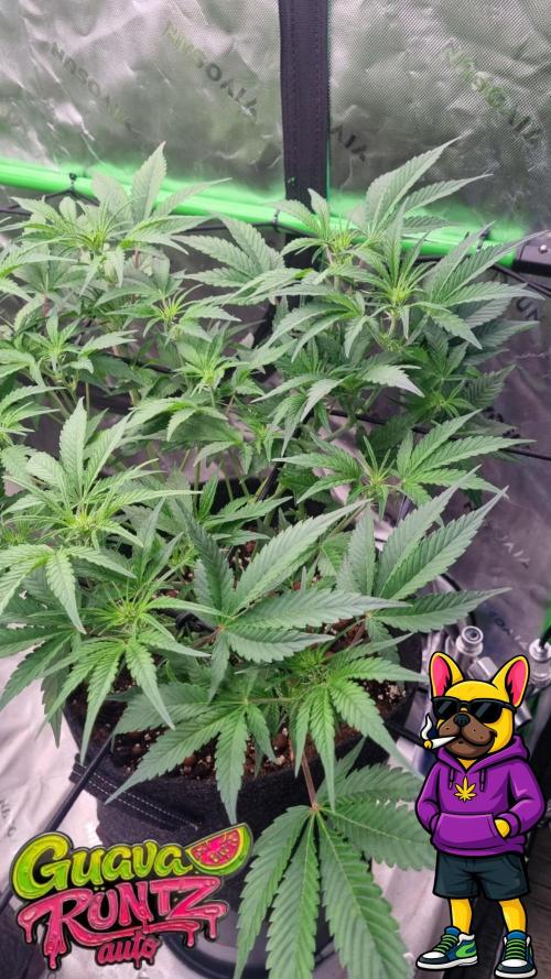 Guava Runtz Automatic. Week 6