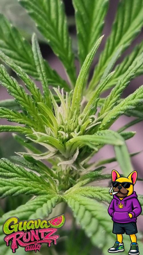 Guava Runtz Automatic. Week 6