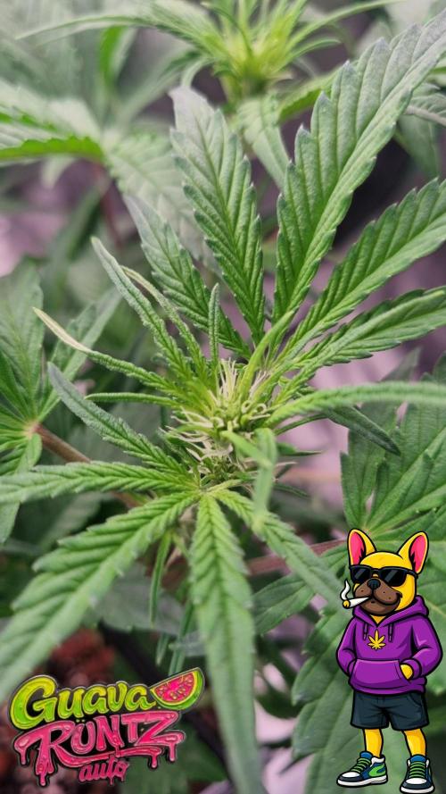 Guava Runtz Automatic. Week 6