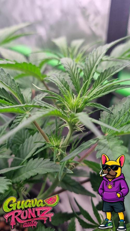 Guava Runtz Automatic. Week 6