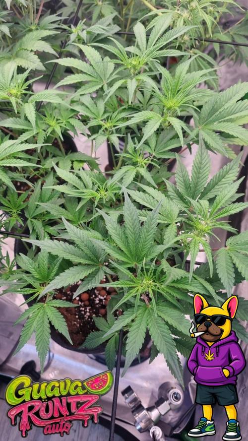 Guava Runtz Automatic. Week 6