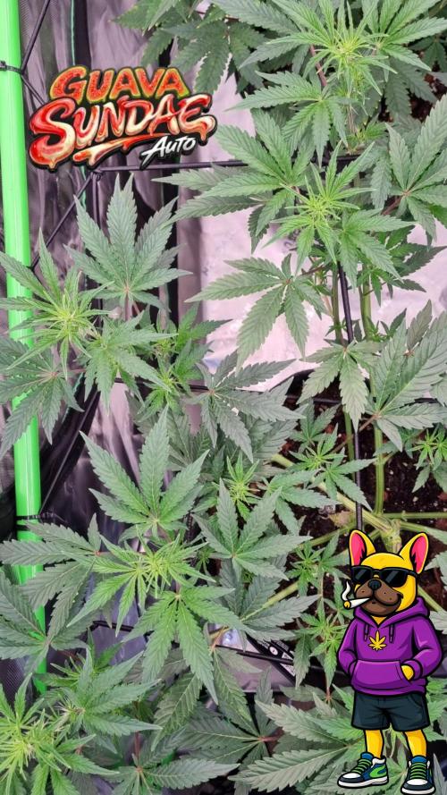 Guava Sundae Automatic. Week 6
