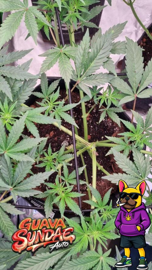 Guava Sundae Automatic. Week 6