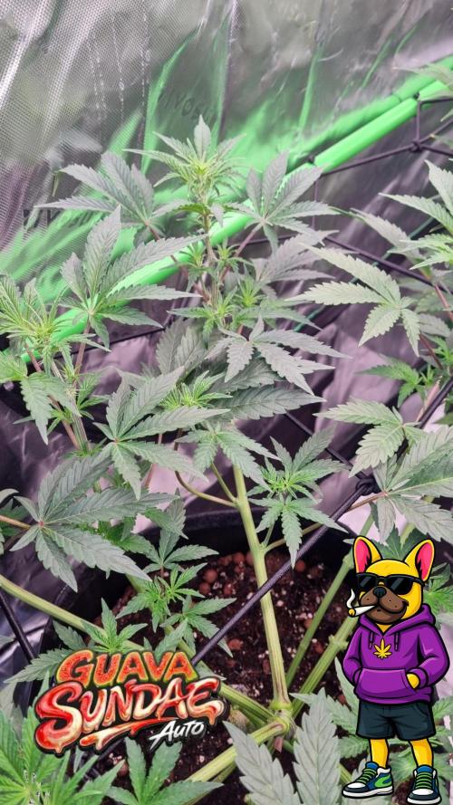 Guava Sundae Automatic. Week 6