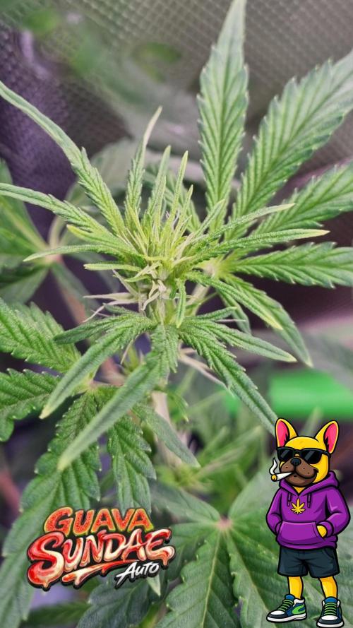 Guava Sundae Automatic. Week 6