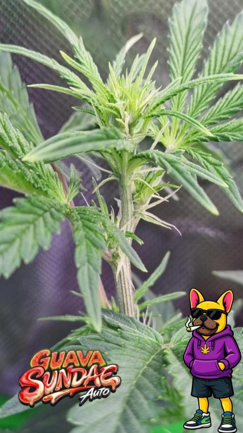 Guava Sundae Automatic. Week 6