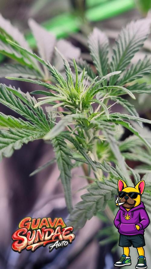 Guava Sundae Automatic. Week 6