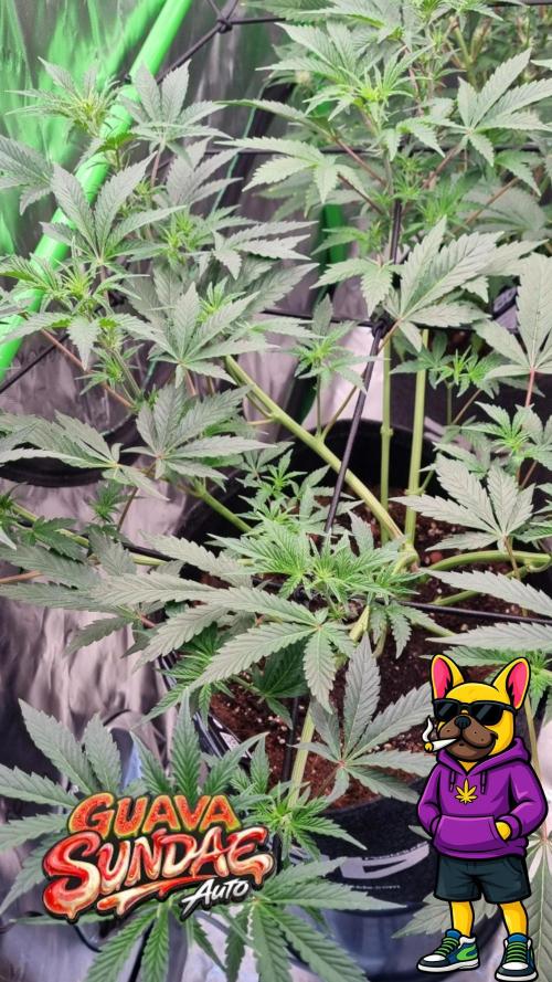 Guava Sundae Automatic. Week 6