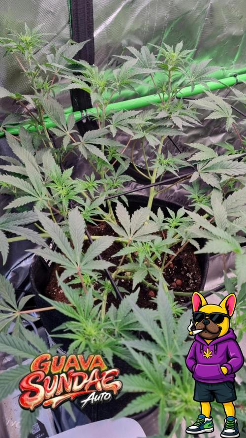 Guava Sundae Automatic. Week 6