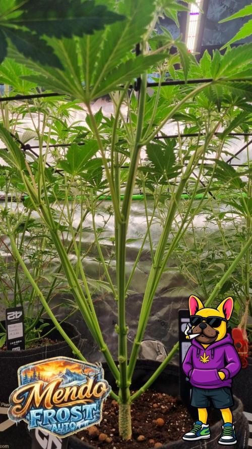Mendo Frost Automatic. Week 6
