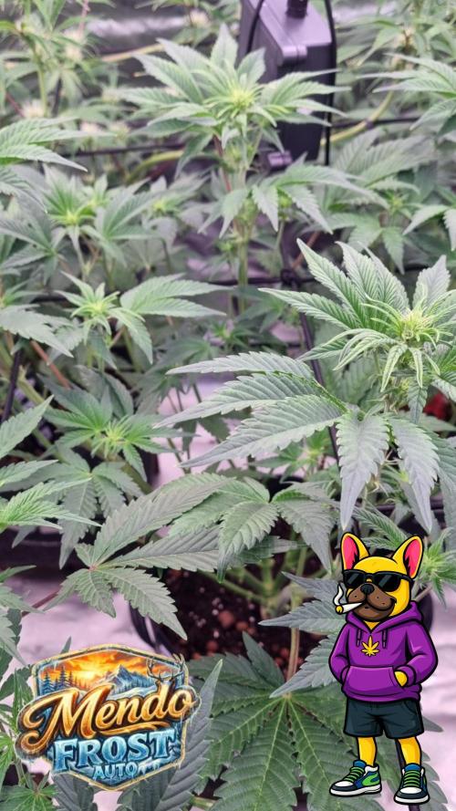 Mendo Frost Automatic. Week 6