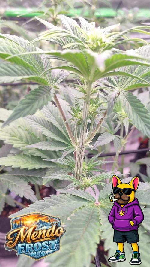 Mendo Frost Automatic. Week 6