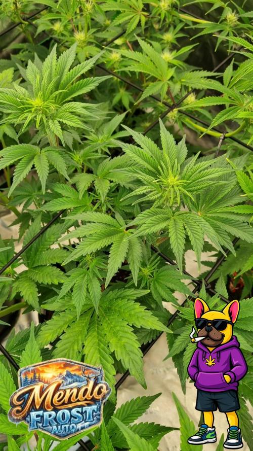Mendo Frost Auto. Week 6