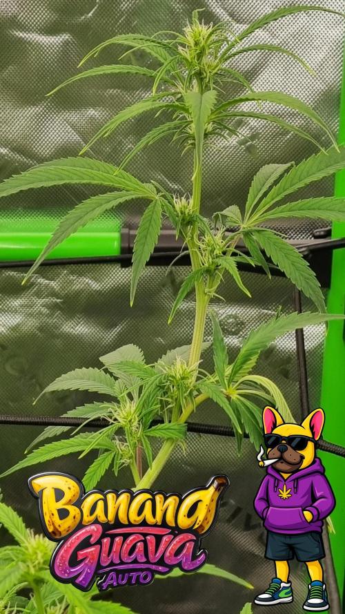 Banana Guava. Week 7