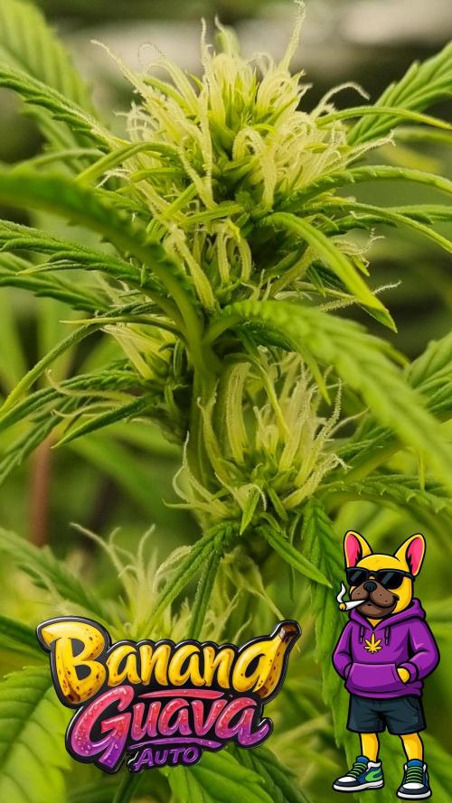 Banana Guava. Week 7