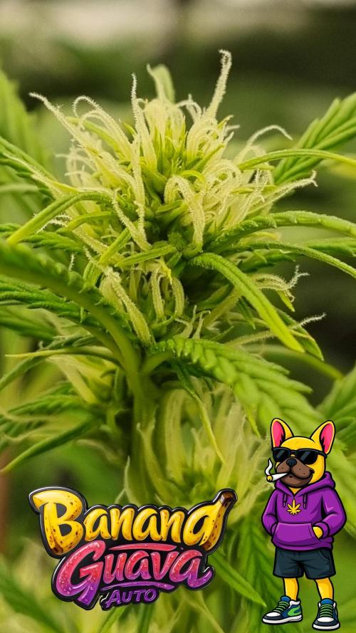 Banana Guava. Week 7