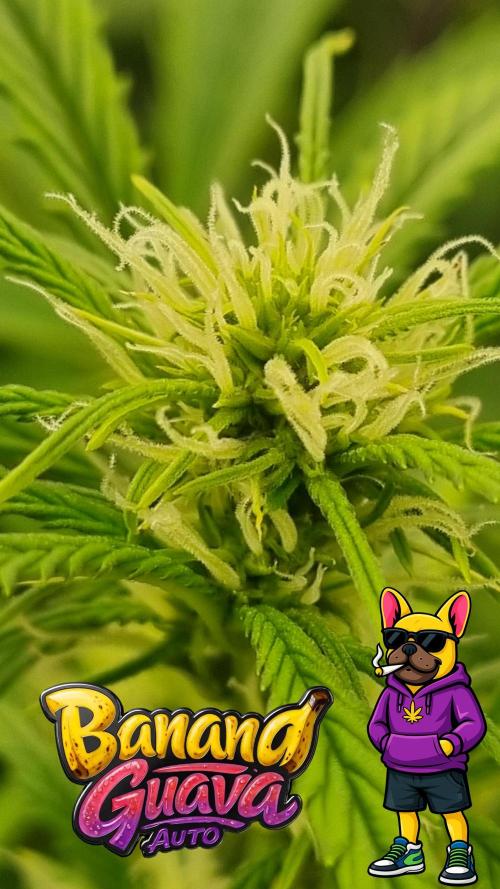Banana Guava. Week 7