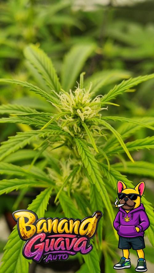 Banana Guava. Week 7