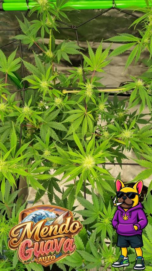 Mendo Guava Automatic. Week 7