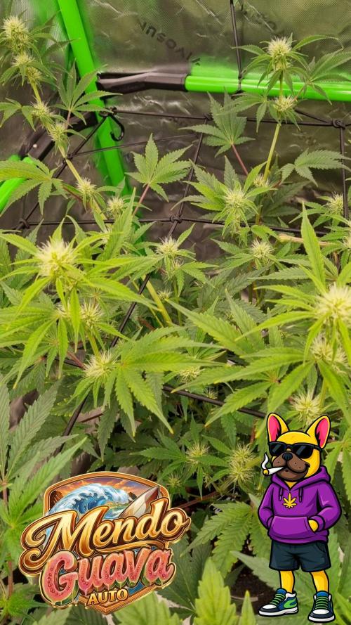 Mendo Guava Automatic. Week 7