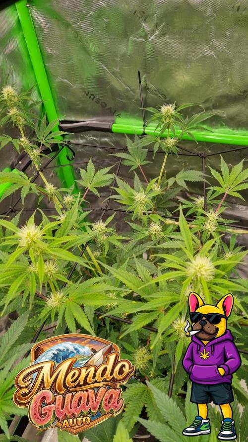 Mendo Guava Automatic. Week 7