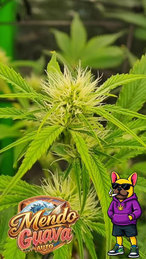 Mendo Guava Automatic. Week 7